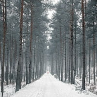 Пътят през снежна гора, печат на плакати от Асаф Франк