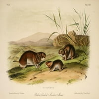 Quadrupeds на N. America Yellow-Cheeked Meadow Mouse Poster Protter от J.W. Audubon