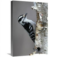 в. Downy Woodpecker, Canada Art Print - Скот Лесли