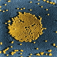 Poliovirus, TEM Poster Print от Science Source