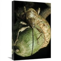 Глобална галерия в. Black Oak Acorn Weevil on Acorn, Massachusetts Art Print - Марк Мофет