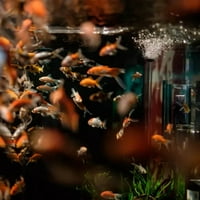 USB захранван кислород преносим мини аквариум риба резервоар Въздух кислород балонче с въздушен камък Мут Енергийна спестяване на запаси Аксесоари за рибен резервоар Аквариум