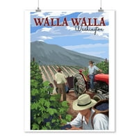 WALLA WALLA, Вашингтон, реколта от грозде на вино