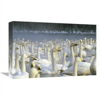в. Whooper Swan Wintering Flock, Lake Kussharo -Ko, Hokkaido, японски печат на изкуството - Konrad Wothe