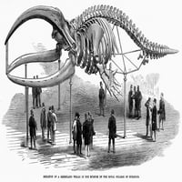 Скелет на китове, 1866. Нскелет на гренландски кит в Музея на Кралския колеж по хирурзи, Лондон. Гравиране на дърво, английски, 1866. Плакат печат от