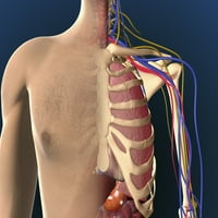 Изглед от изрязване на мъжки гърди, показващ отпечатък на белодробния плакат