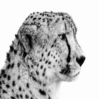 Черно-бял портрет на близък план на изстрел с глава на гепард; Печат на плакат в Танзания от Ник Дейл 33294263