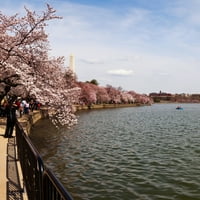Черешови цветни дървета в басейна на приливите с паметника на Вашингтон на заден план, Вашингтон, САЩ, асфер печат